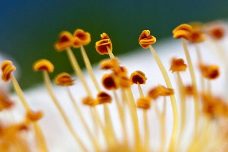 Detail květu | Canon EOS 350D