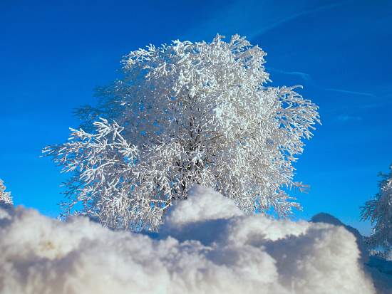 Závěje a zasněžený strom | moje Tajemno