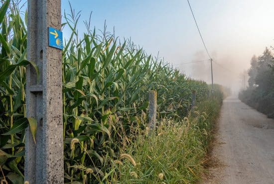 Svatojakubská cesta kukuřičným polem | moje Tajemno